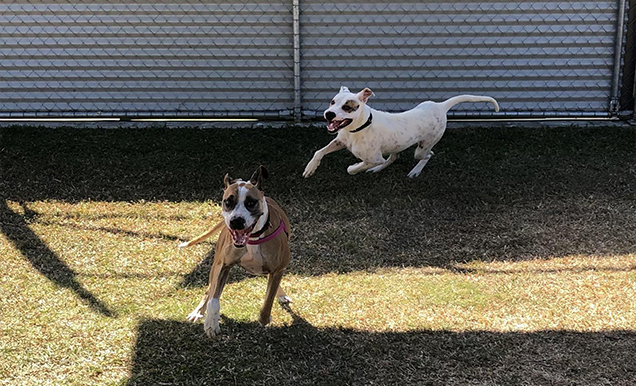 life off the tether rspca dog rescued